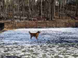 Van Saun Dog Park - This is River Edge